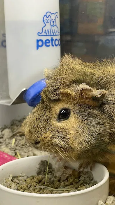 Petco Picture 6
