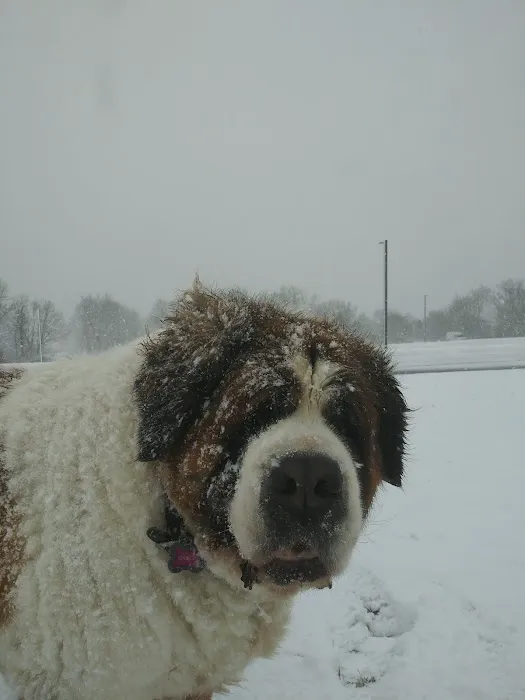 Middlebury Animal Hospital Associates, LLC Picture 4