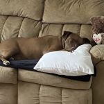 Middlebury Animal Hospital Associates, LLC