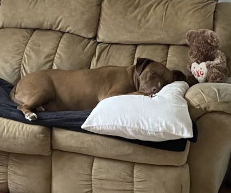Middlebury Animal Hospital Associates, LLC