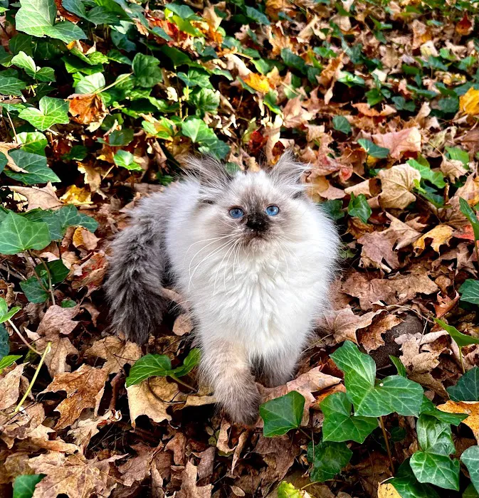 Siberian Spring CT USA Picture 8