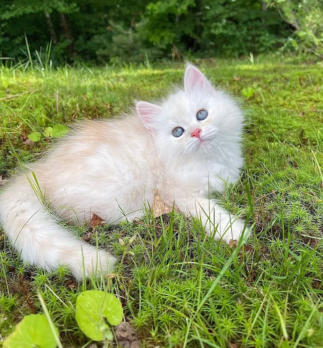 Siberian Spring CT USA Picture 6