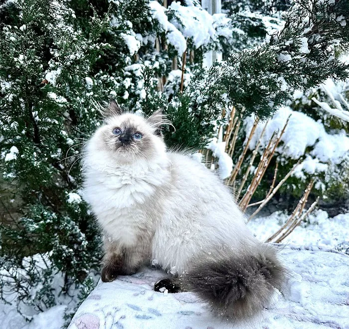 Siberian Spring CT USA Picture 2