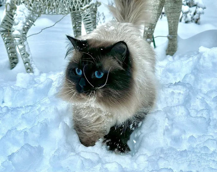 Siberian Spring CT USA Picture 5