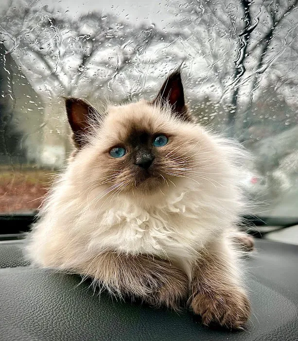 Siberian Spring CT USA Picture 1