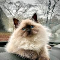 Siberian Spring CT USA ico