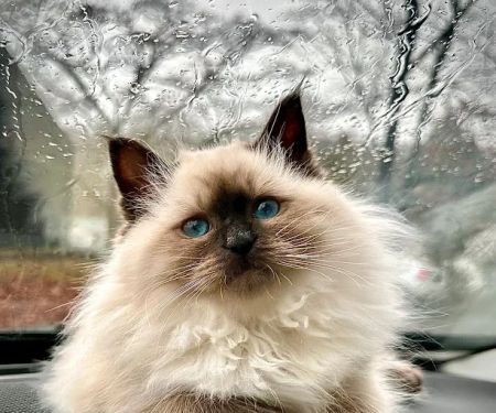Siberian Spring CT USA