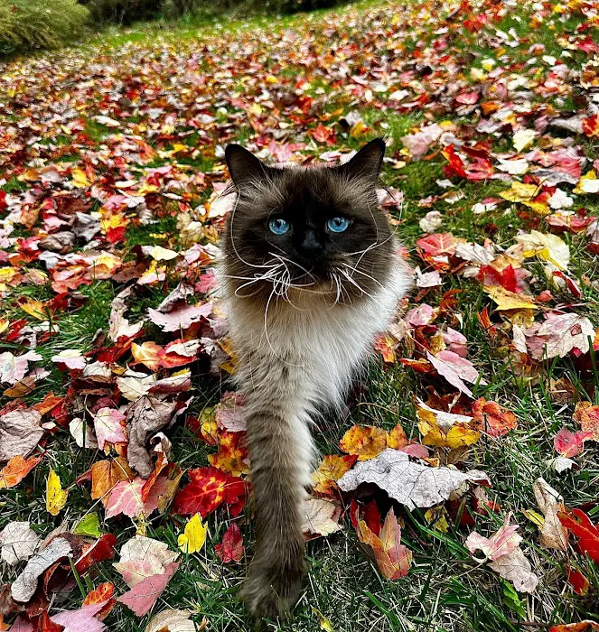 Siberian Spring CT USA Picture 9