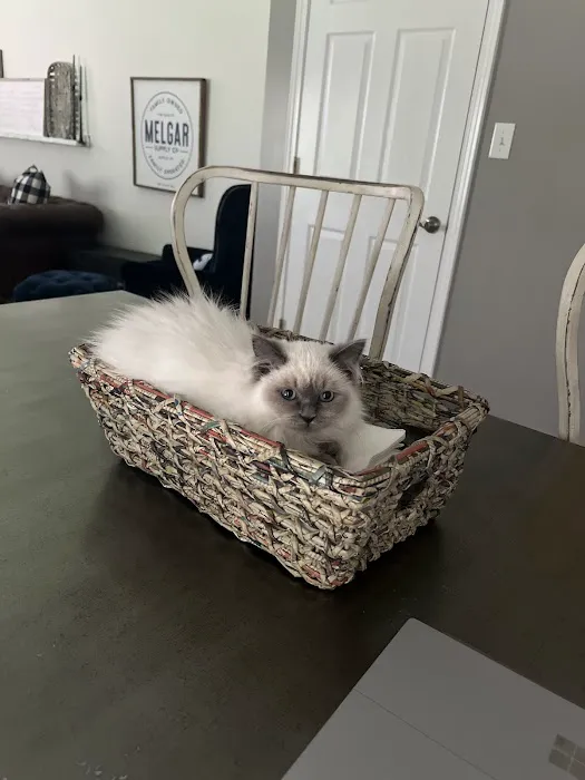 Siberian Spring CT USA Picture 4