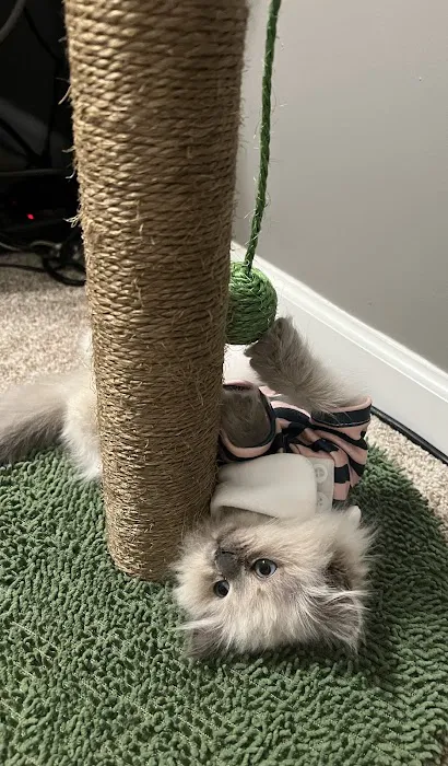 Siberian Spring CT USA Picture 7