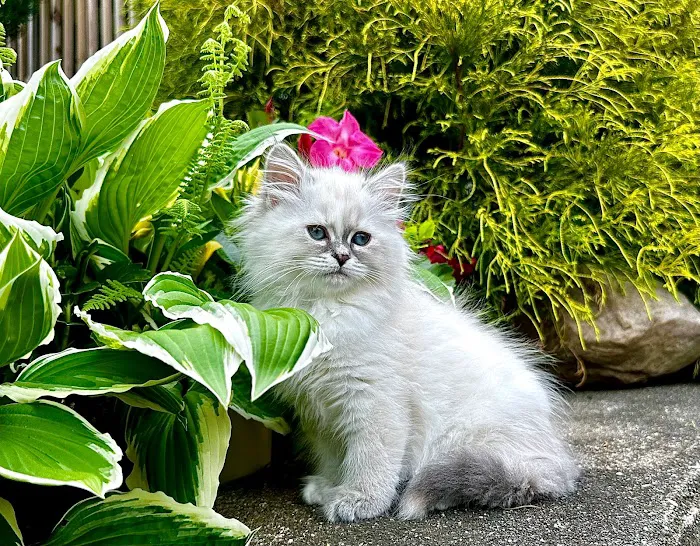 Siberian Spring CT USA Picture 10