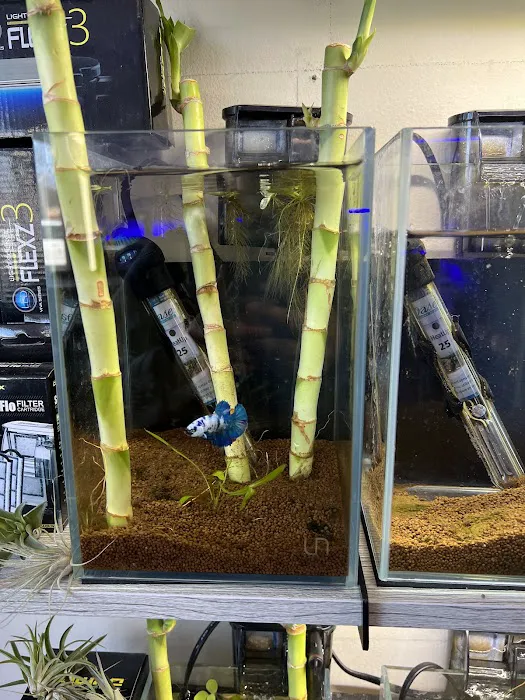 Big Fish Aquarium Picture 5