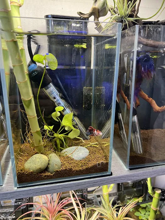 Big Fish Aquarium Picture 10