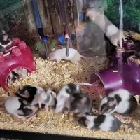 Chris' Tropical Treasures ico