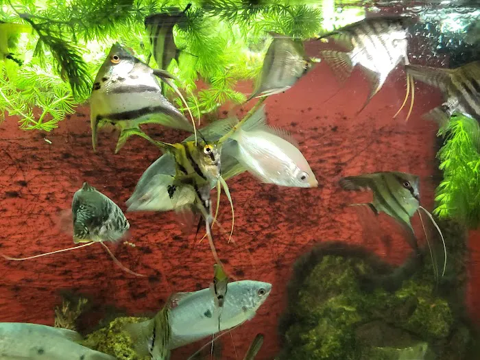 Chris' Tropical Treasures Picture 4