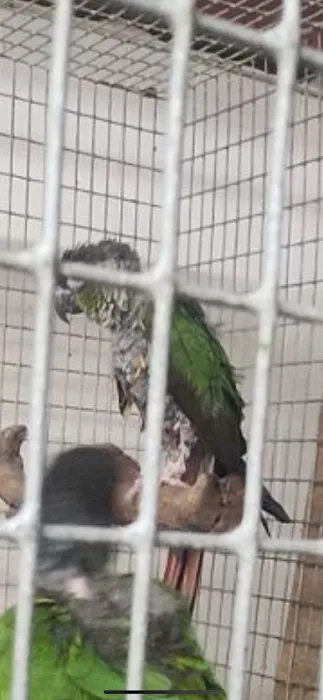 Chris' Tropical Treasures Picture 8