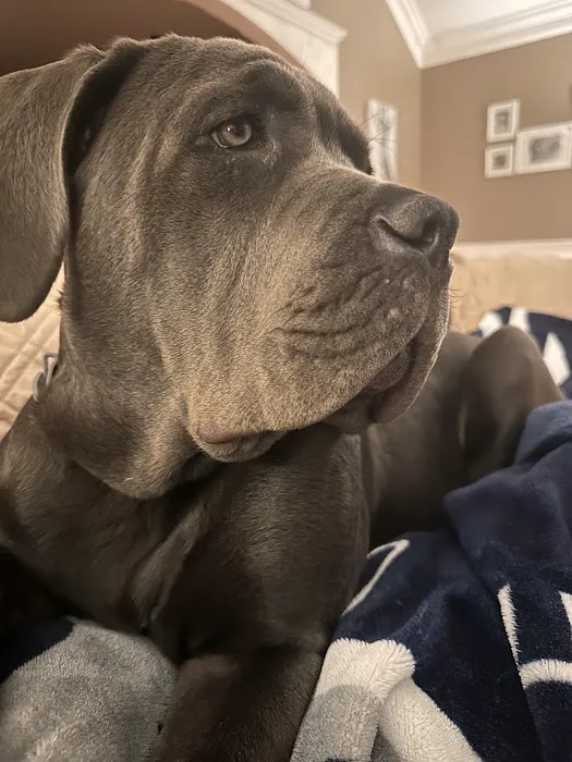 Southbury Veterinary Hospital Picture 3