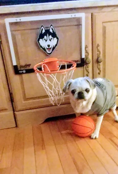 Southbury Veterinary Hospital Picture 7