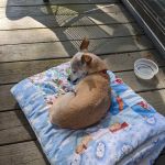 Southbury Veterinary Hospital