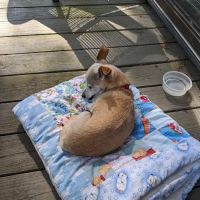 Southbury Veterinary Hospital ico