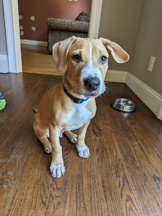 Southbury Veterinary Hospital Picture 10