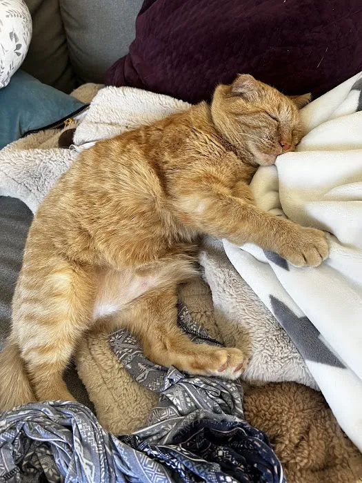 Southbury Veterinary Hospital Picture 8