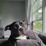 VCA Maple Ridge Animal Hospital