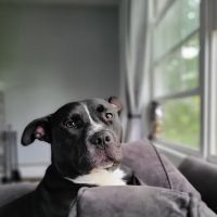 VCA Maple Ridge Animal Hospital ico