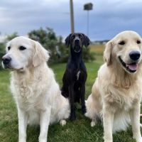 Berkshire Veterinary Hospital ico