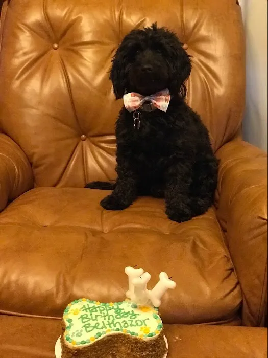 Happy Dog Barkery Picture 2