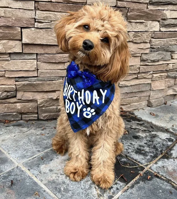 Pet Town Veterinary Picture 6