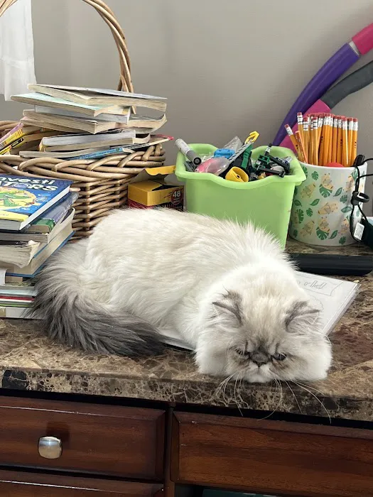 Pet Town Veterinary Picture 4