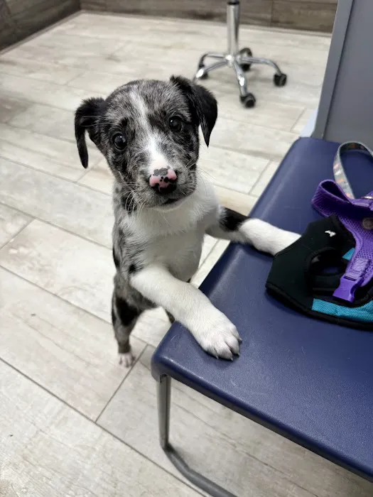 Pet Town Veterinary Picture 2