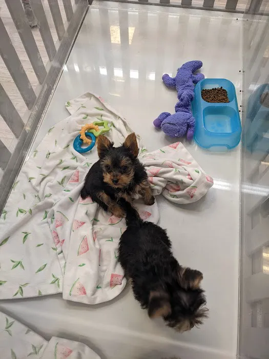 Furry Babies - Lombard Picture 1