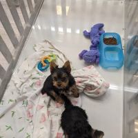 Furry Babies - Lombard ico