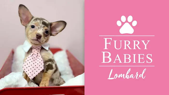 Furry Babies - Lombard Picture 10