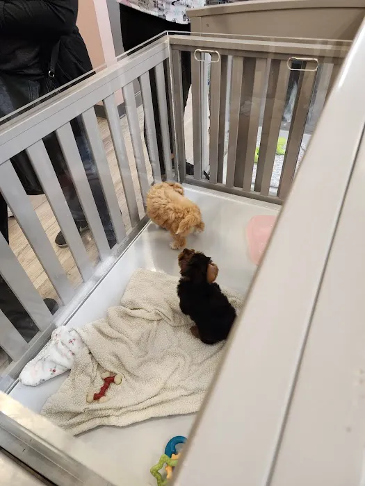 Furry Babies - Lombard Picture 6