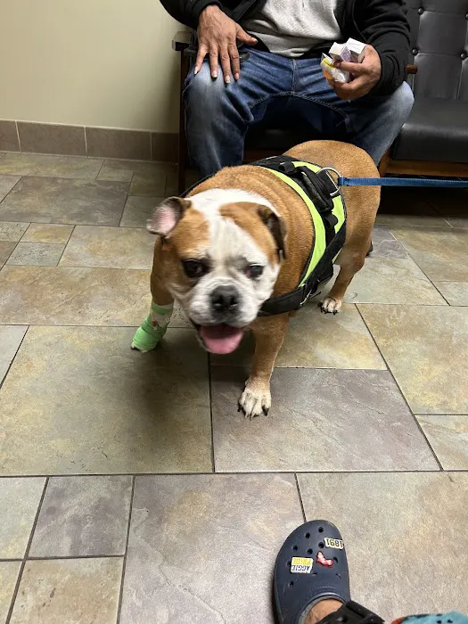 Newtown Veterinary Specialists Picture 1