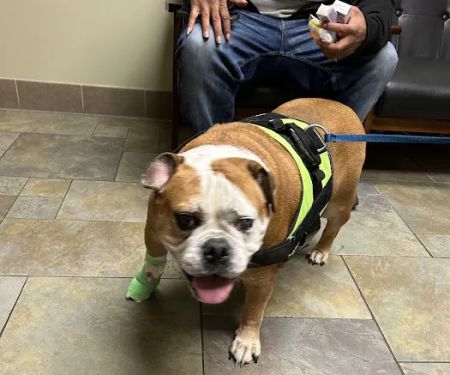 Newtown Veterinary Specialists