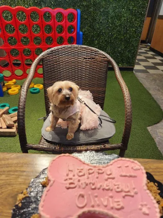 It's So Fluffy Pet Bakery Picture 6
