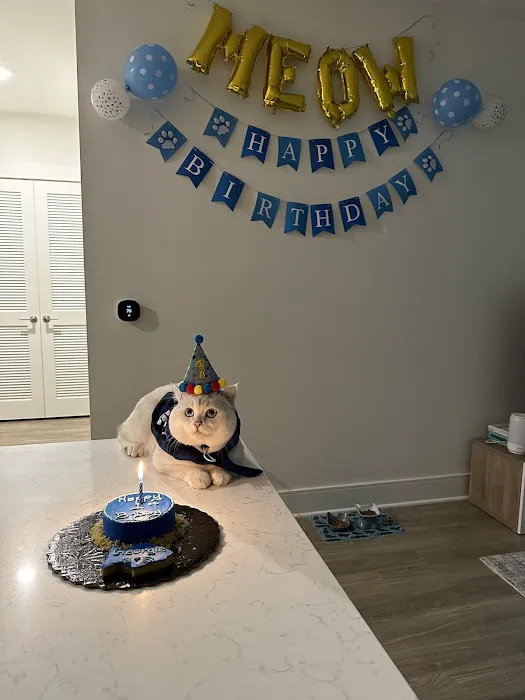 It's So Fluffy Pet Bakery Picture 1