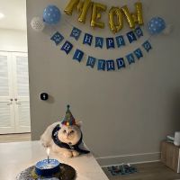 It's So Fluffy Pet Bakery ico