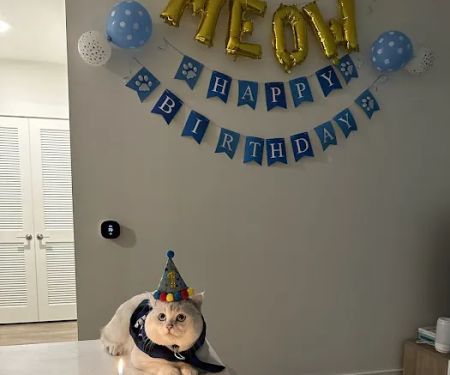 It's So Fluffy Pet Bakery