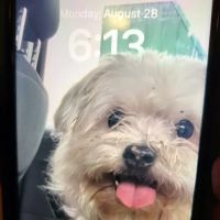 Thomaston Veterinary Clinic ico