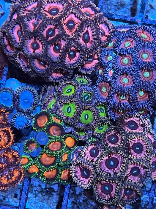 The Little Reef Shop Picture 8