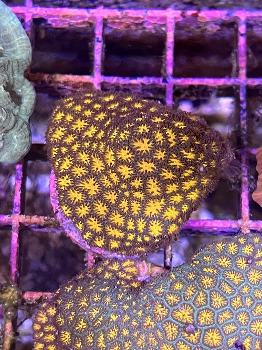 The Little Reef Shop Picture 7