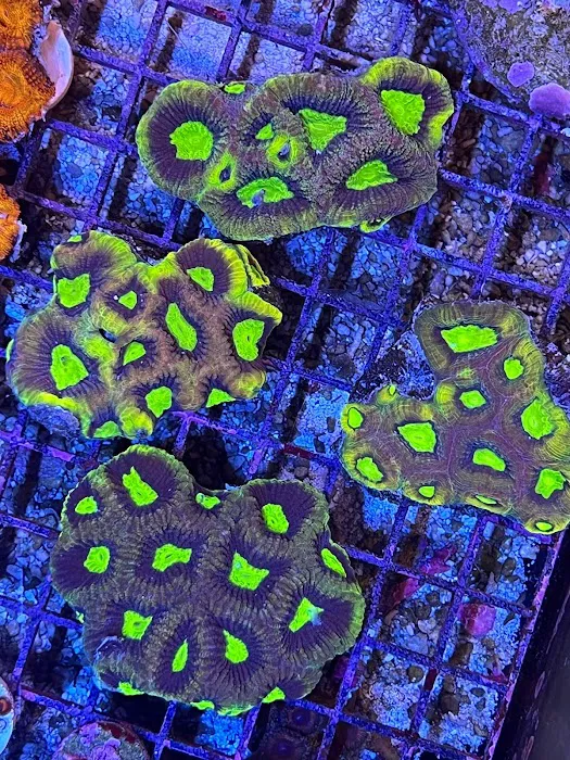 The Little Reef Shop Picture 10