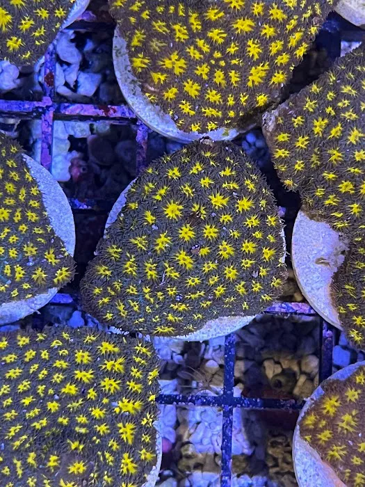 The Little Reef Shop Picture 6