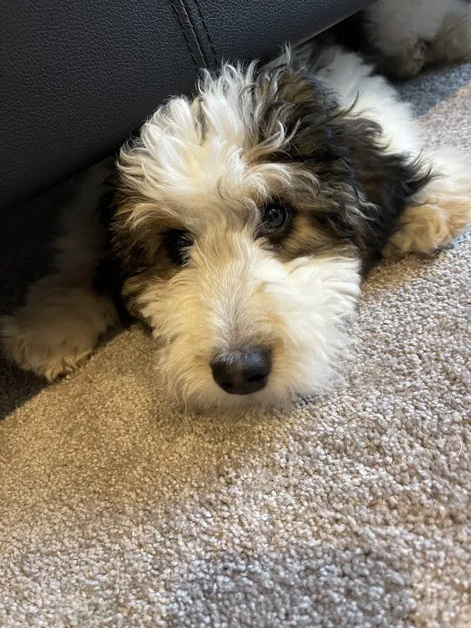 Burlington Veterinary Center Picture 2