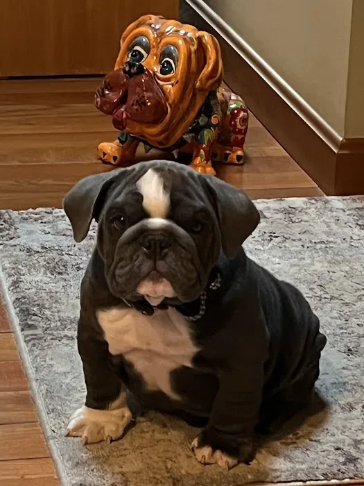 Burlington Veterinary Center Picture 1